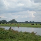 Place Where the Cows Cross the River