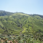 Sri Lanka Post Script 7: Sampling Tea and Kandy